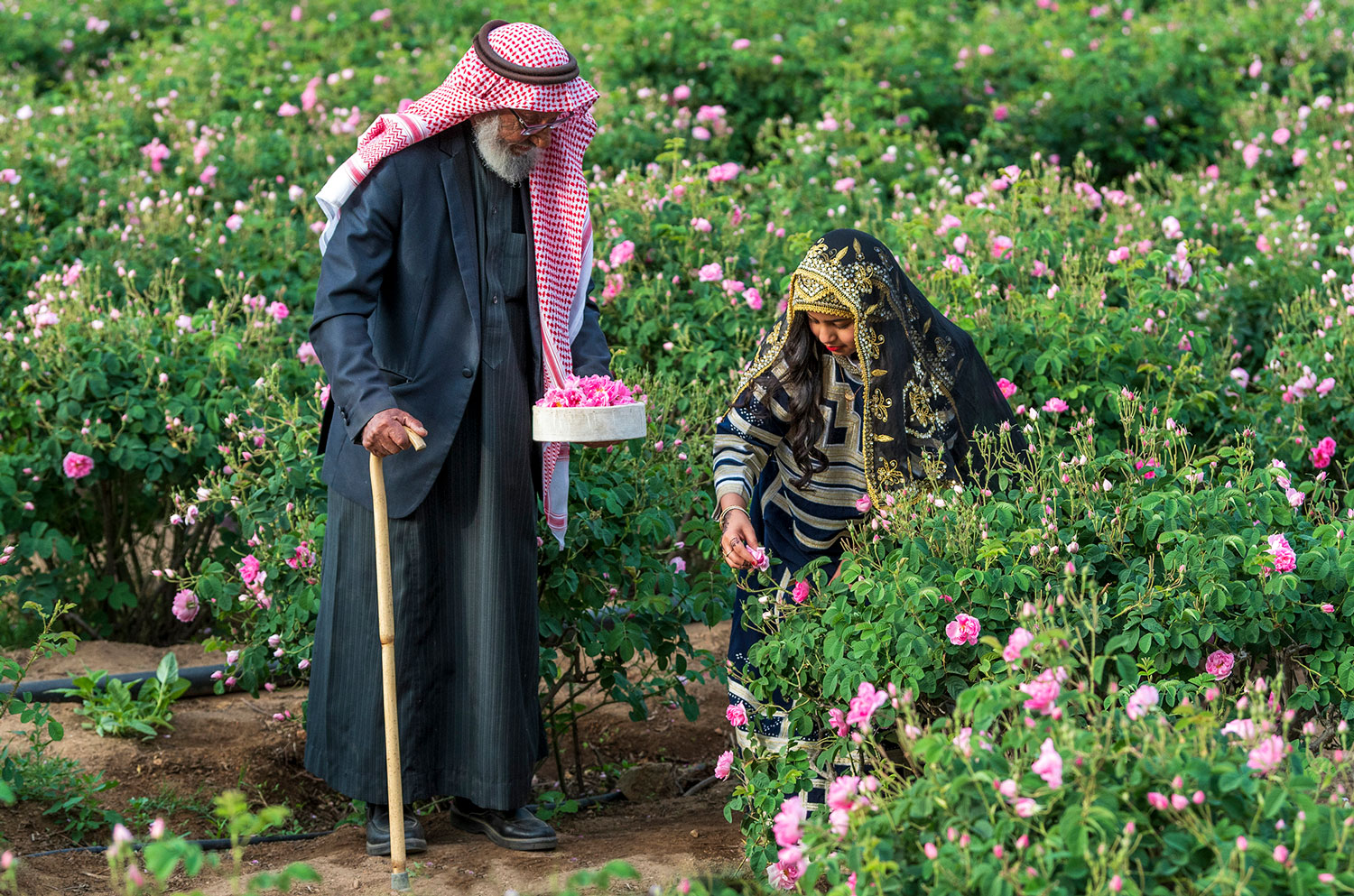 الورد الطايفي