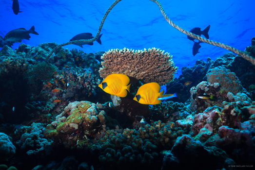 البحر الاحمر