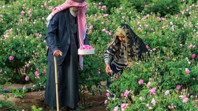 الورد الطايفي